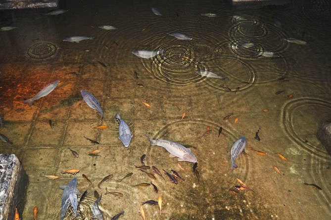 Basilica Cistern Skip the Line Ticket - Timing tips: best times to reduce stress and get better photos