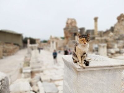 Private Guided Day Trip to Ephesus with Lunch