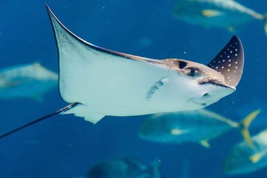 Istanbul Aquarium and Aqua Florya Shopping Mall Tour - Timing, Crowds, and How to See More Without Feeling Frazzled