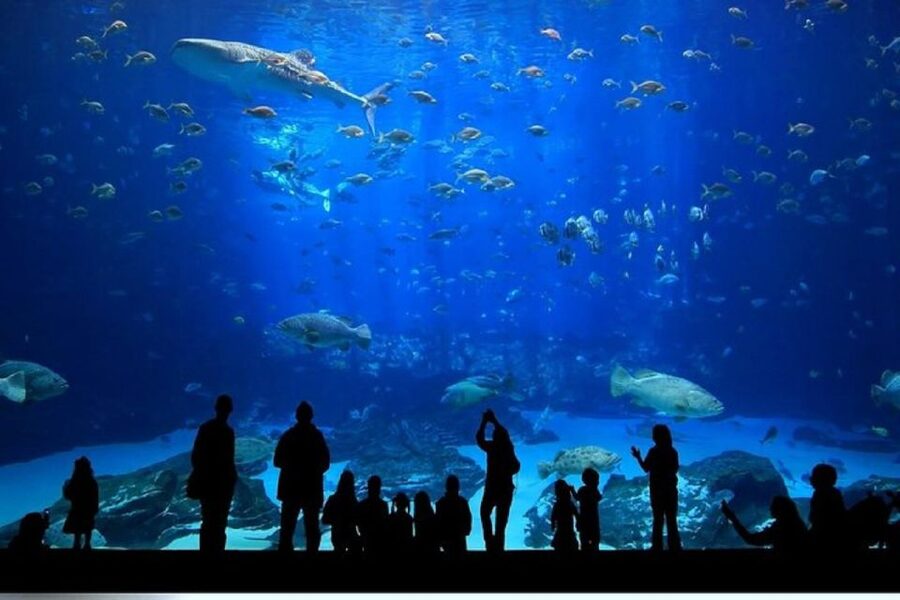 Istanbul Aquarium and Aqua Florya Shopping Mall Tour - Mirror Labyrinth and Rainforest Quest: Pick the Mode That Fits Your Mood