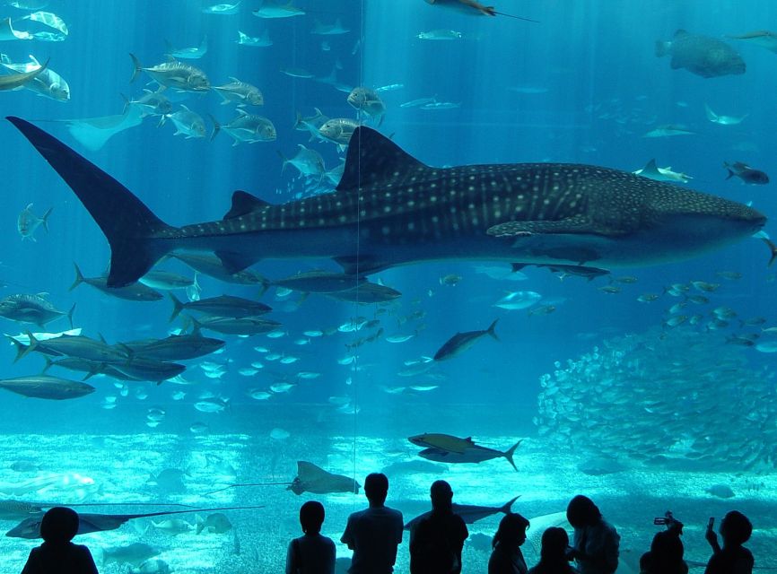 Istanbul Aquarium and Aqua Florya Shopping Mall Tour - Hotel Pickup and Getting There Without Time Loss