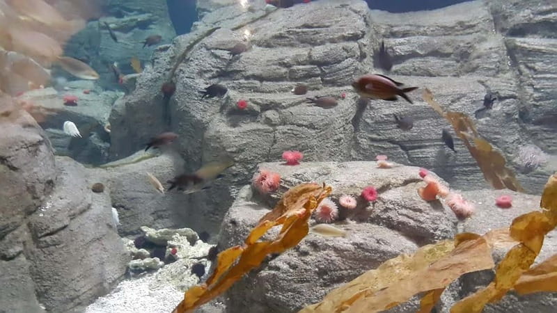 Istanbul: Aquarium Ticket and Round Trip Shuttle from Taksim - Istanbul Aquarium, Without the Time Sink