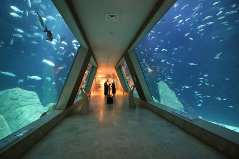 Istanbul: Aquarium Ticket and Round Trip Shuttle from Taksim - Skip-the-Line Entry: What You Gain and What You Still Need to Do