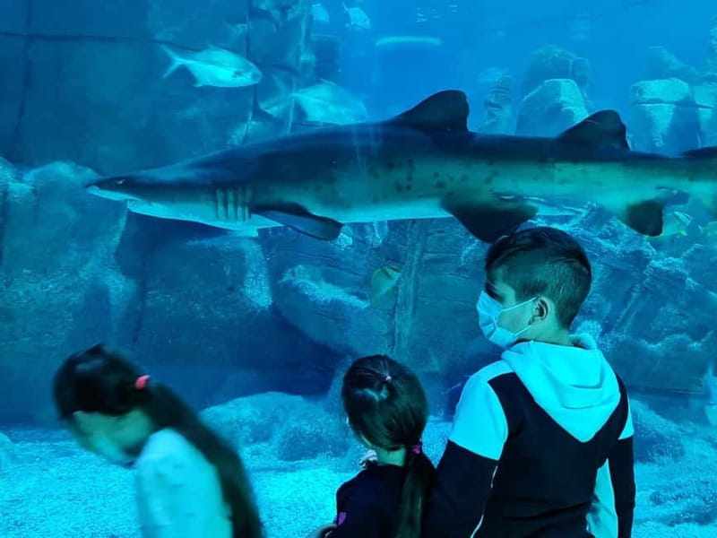 Istanbul: Aquarium Ticket and Round Trip Shuttle from Taksim - How the Taksim Shuttle Actually Changes Your Day