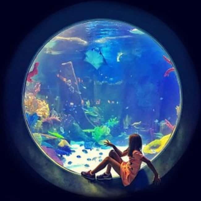 Istanbul: Aquarium Ticket with Shuttle Bus from Sultanahmet - Who Should Book This Ticket (and Who Might Feel Crunched)