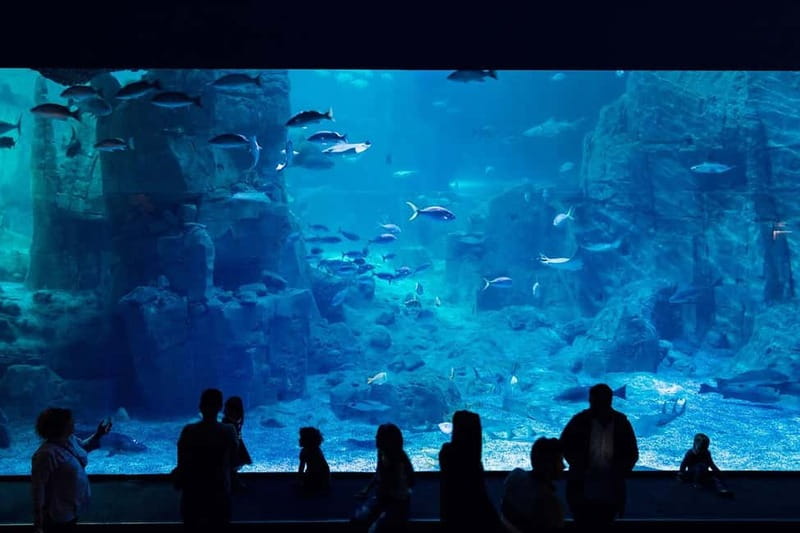 Istanbul: Aquarium Ticket with Shuttle Bus from Sultanahmet - Sultanahmet to Aquarium: Why This Shuttle Setup Feels Worth It