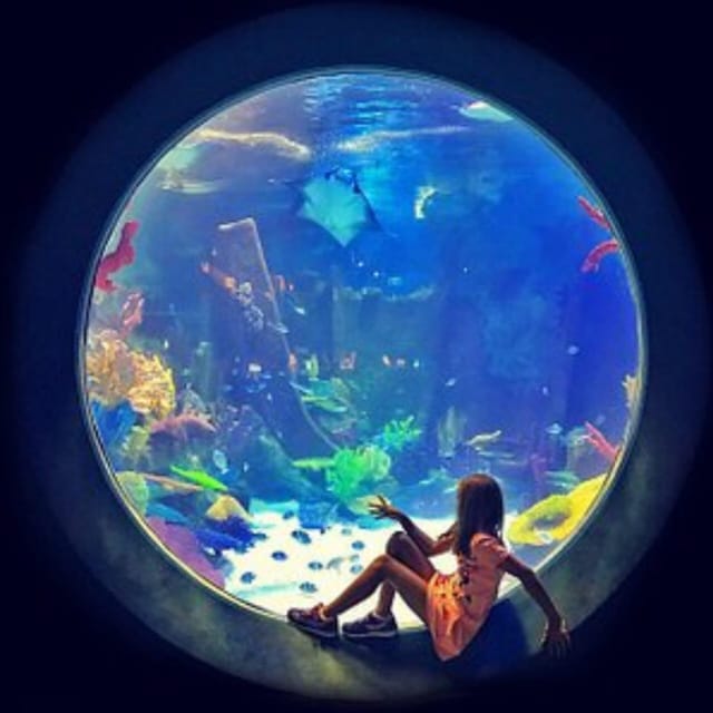 Istanbul: Aquarium Ticket with Shuttle Bus from Sultanahmet - The Animal Variety: Black Sea to Tropical Rainforest