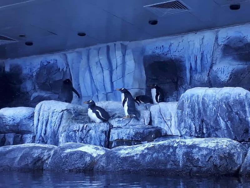 Istanbul: Aquarium Ticket with Shuttle Bus from Sultanahmet - The Shopping-Mall Bonus: Views, Food Court, Ice Sculptures, and Tunnels