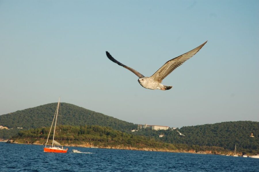 Istanbul: Princes' Islands Cruise w/Music, Lunch & Transfer - Who This Tour Fits Best, and Who Might Want a Different Day