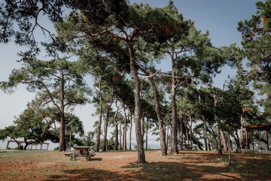 Istanbul: Princes' Islands Cruise w/Music, Lunch & Transfer - Büyükada: Mansions, Electric Rides, and the Freedom of Going Slow